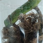 M. Aurea Mid RESERVED Cut Thao Tran McGowan