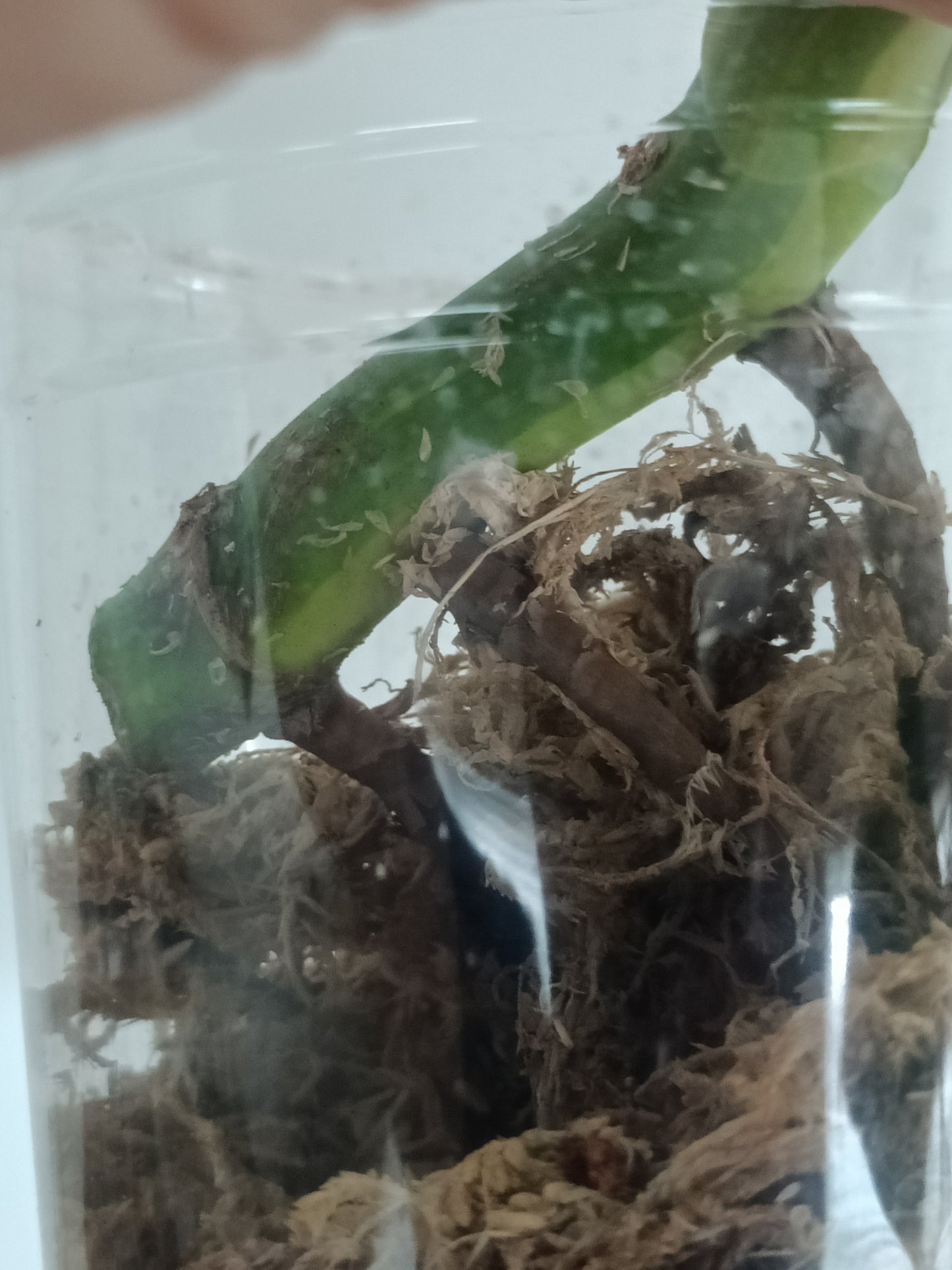M. Aurea Mid RESERVED Cut Thao Tran McGowan