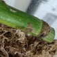 M. Aurea Mid RESERVED Cut Thao Tran McGowan