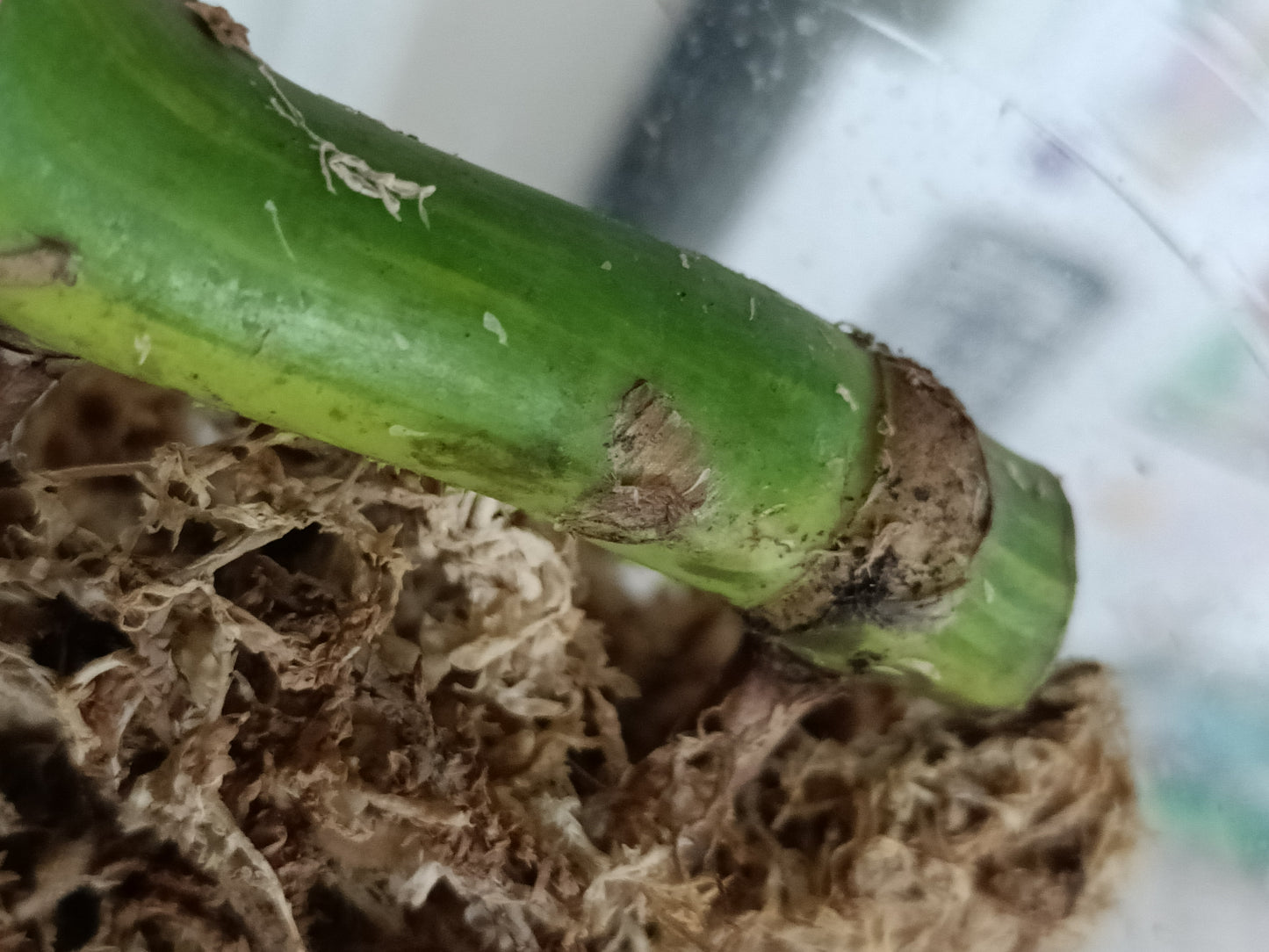 M. Aurea Mid RESERVED Cut Thao Tran McGowan