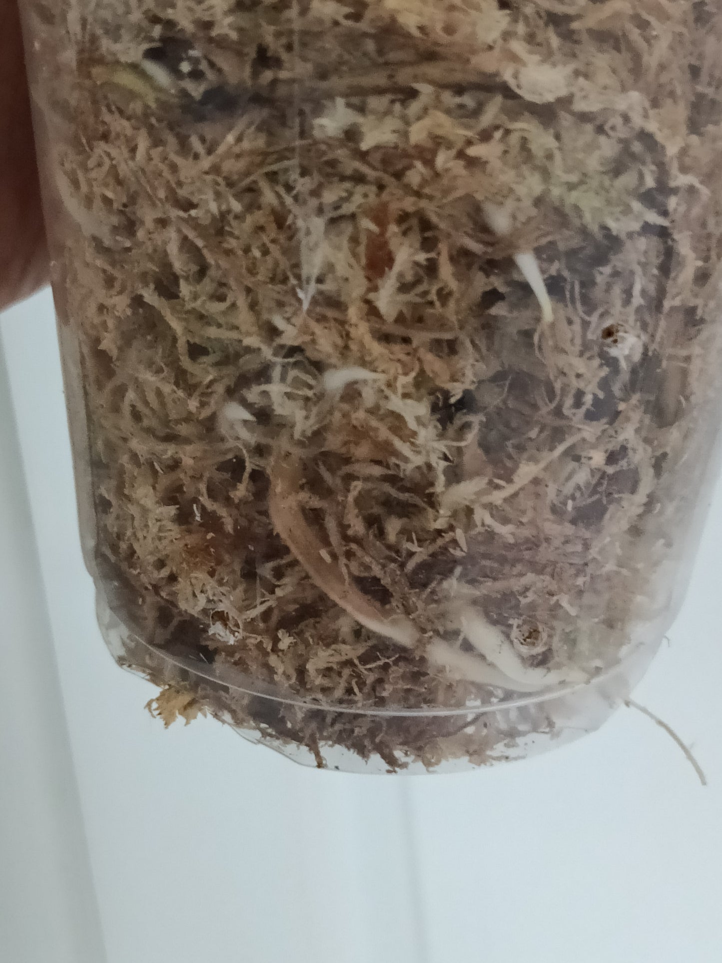 M. Aurea Mid RESERVED Cut Thao Tran McGowan