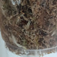 M. Aurea Mid RESERVED Cut Thao Tran McGowan