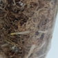M. Aurea Mid RESERVED Cut Thao Tran McGowan