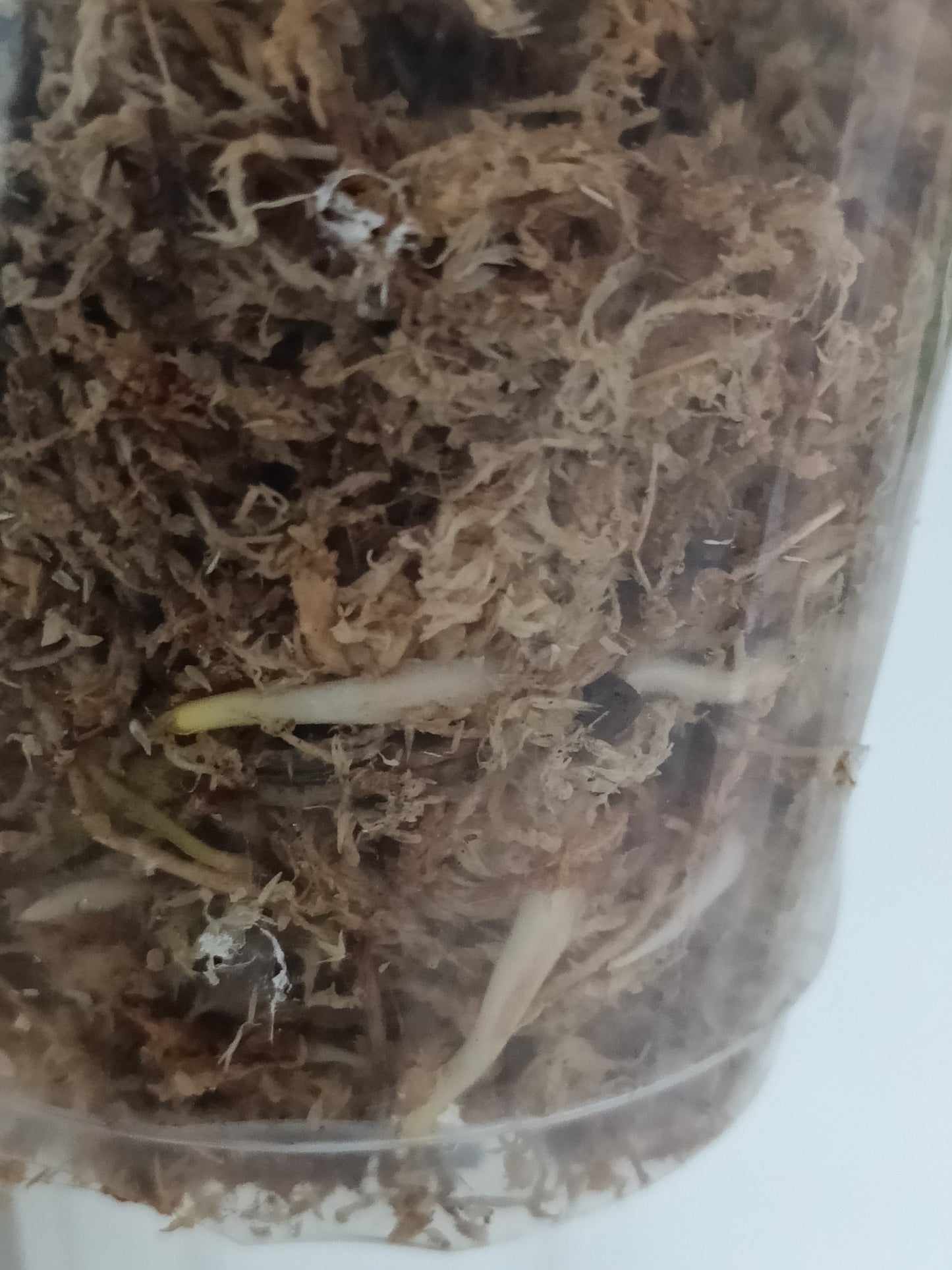 M. Aurea Mid RESERVED Cut Thao Tran McGowan