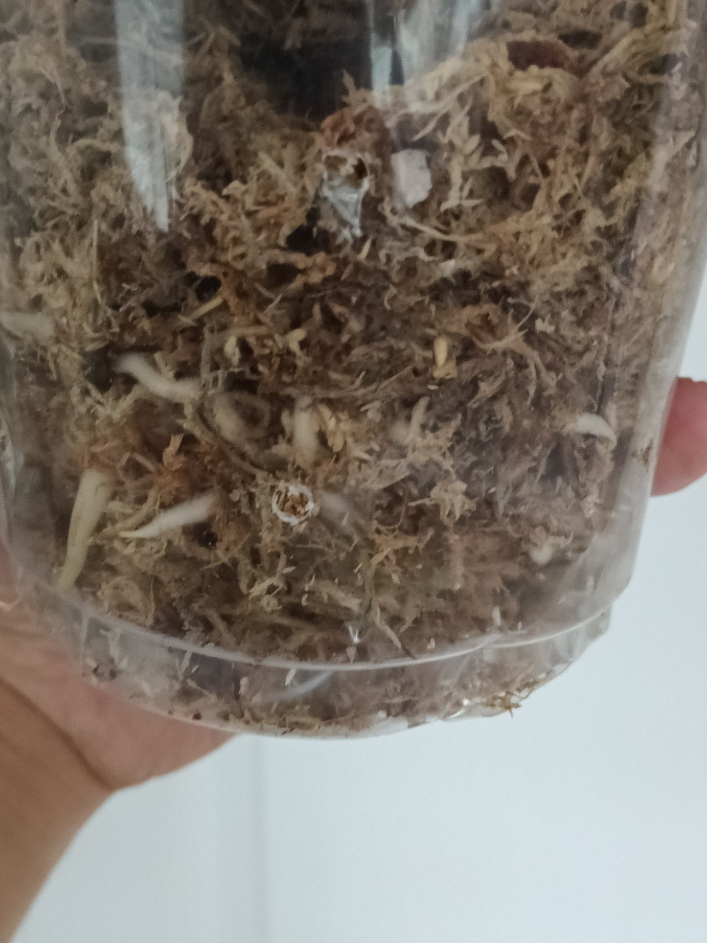 M. Aurea Mid RESERVED Cut Thao Tran McGowan