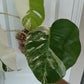 M. Albo 4 leaf top cut, Burle Marx var. Jade Satin JS5 reservation for Dana Sue Kast Janulis