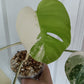 M. Albo 4 leaf top cut, Burle Marx var. Jade Satin JS5 reservation for Dana Sue Kast Janulis