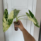 Alocasia Frydek #2- Large RESERVED for Lalita Barlow