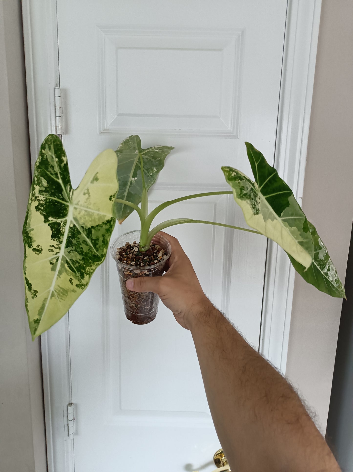 Alocasia Frydek #2- Large RESERVED for Lalita Barlow