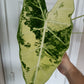 Alocasia Frydek #2- Large RESERVED for Lalita Barlow