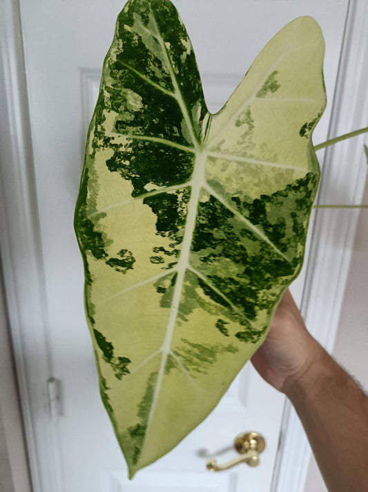 Alocasia Frydek #2- Large RESERVED for Lalita Barlow