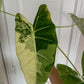 Alocasia Frydek #2- Large RESERVED for Lalita Barlow