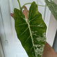 Alocasia Frydek #2- Large RESERVED for Lalita Barlow