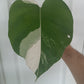 Monstera Albo MA1