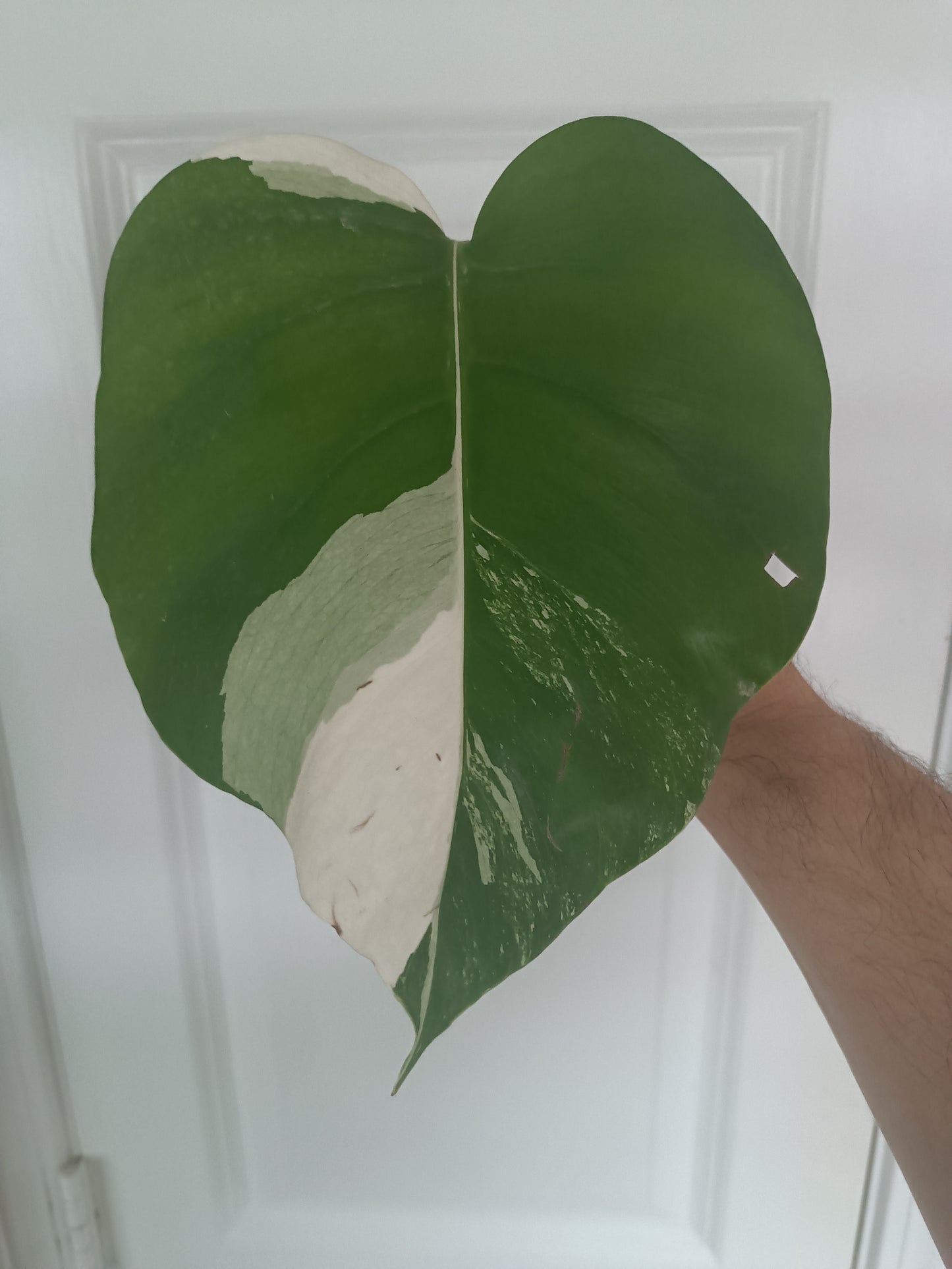 Monstera Albo MA1