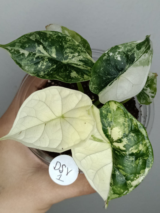 Alocasia Dragon Scale Variegated DSV1