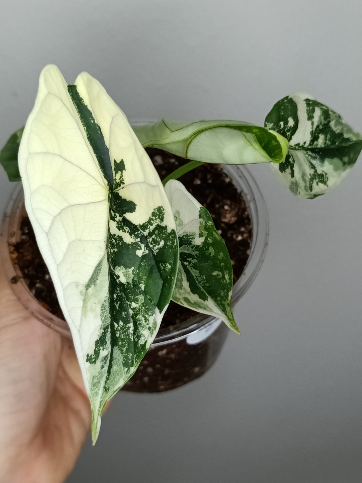 Alocasia Dragon Scale Variegated DSV2