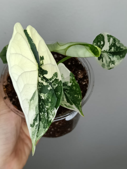 Alocasia Dragon Scale Variegated DSV2