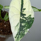 Alocasia Dragon Scale Variegated DSV2