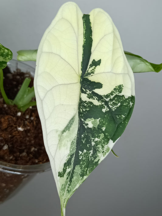 Alocasia Dragon Scale Variegated DSV2