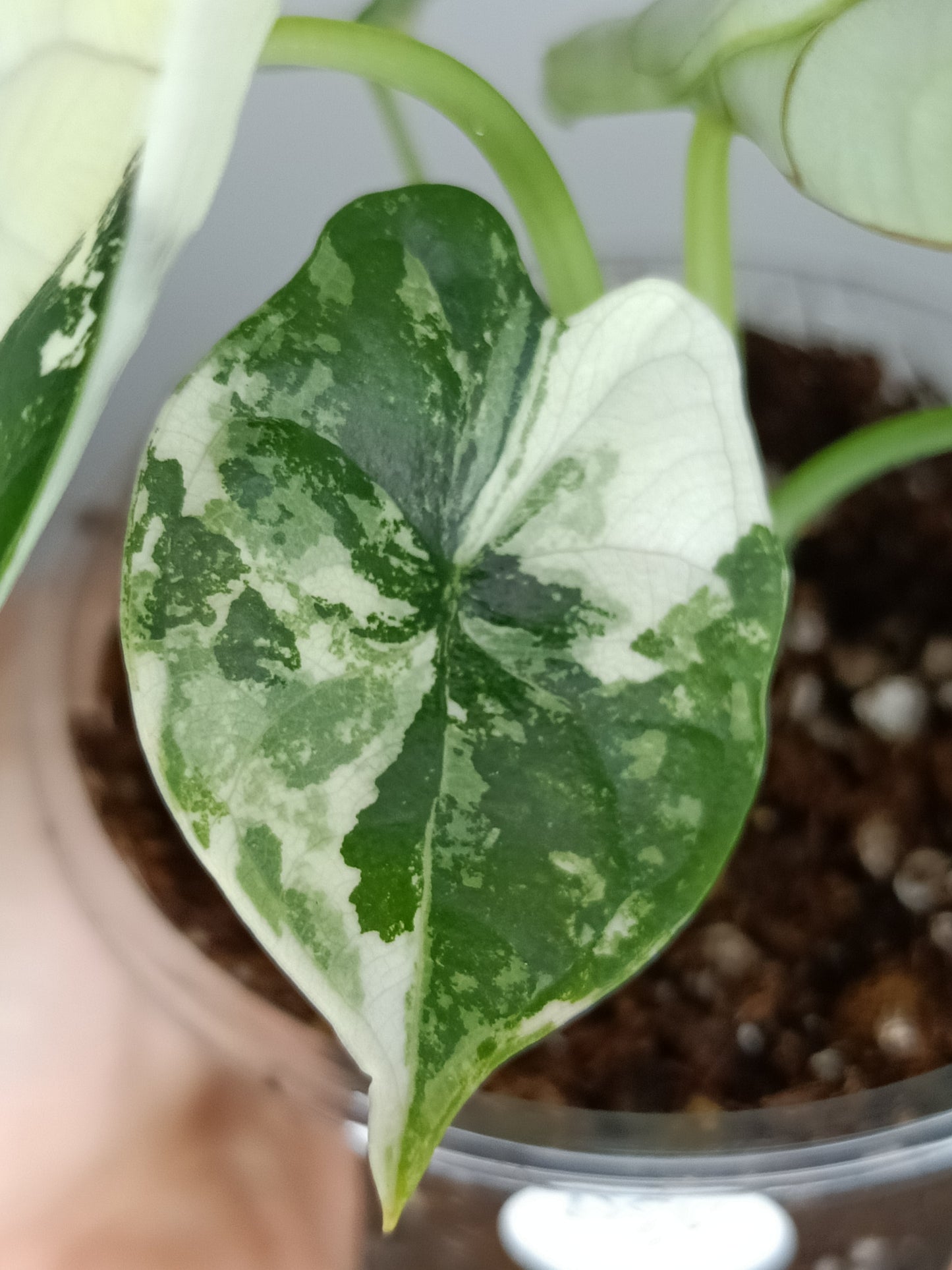 Alocasia Dragon Scale Variegated DSV2