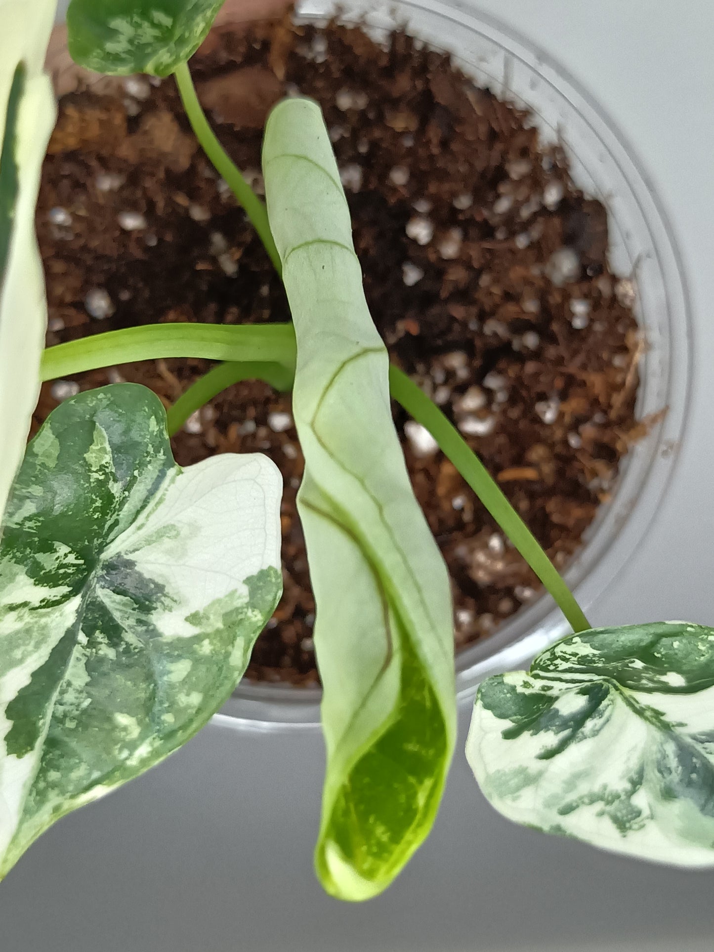 Alocasia Dragon Scale Variegated DSV2