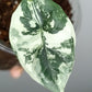 Alocasia Dragon Scale Variegated DSV2