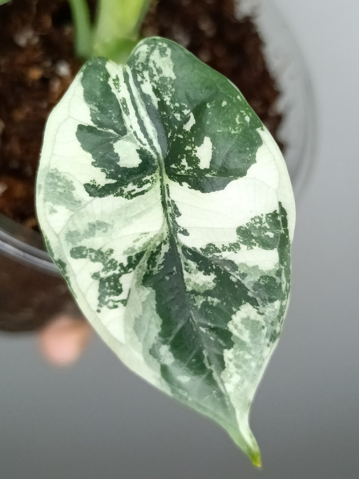 Alocasia Dragon Scale Variegated DSV2