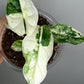 Alocasia Dragon Scale Variegated DSV4-