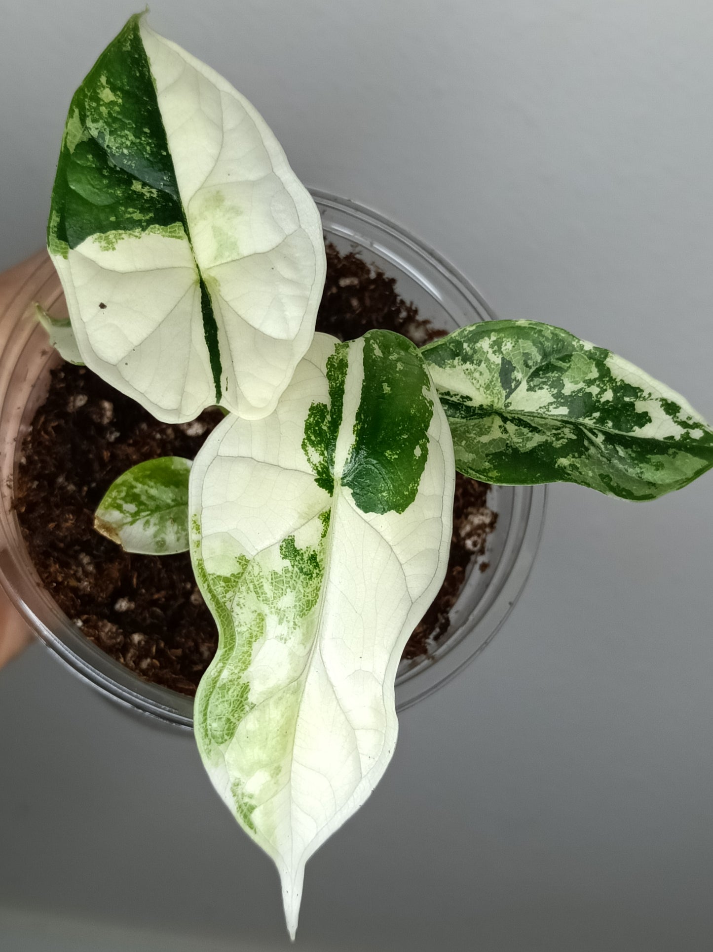 Alocasia Dragon Scale Variegated DSV4-