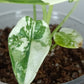 Alocasia Dragon Scale Variegated DSV4-