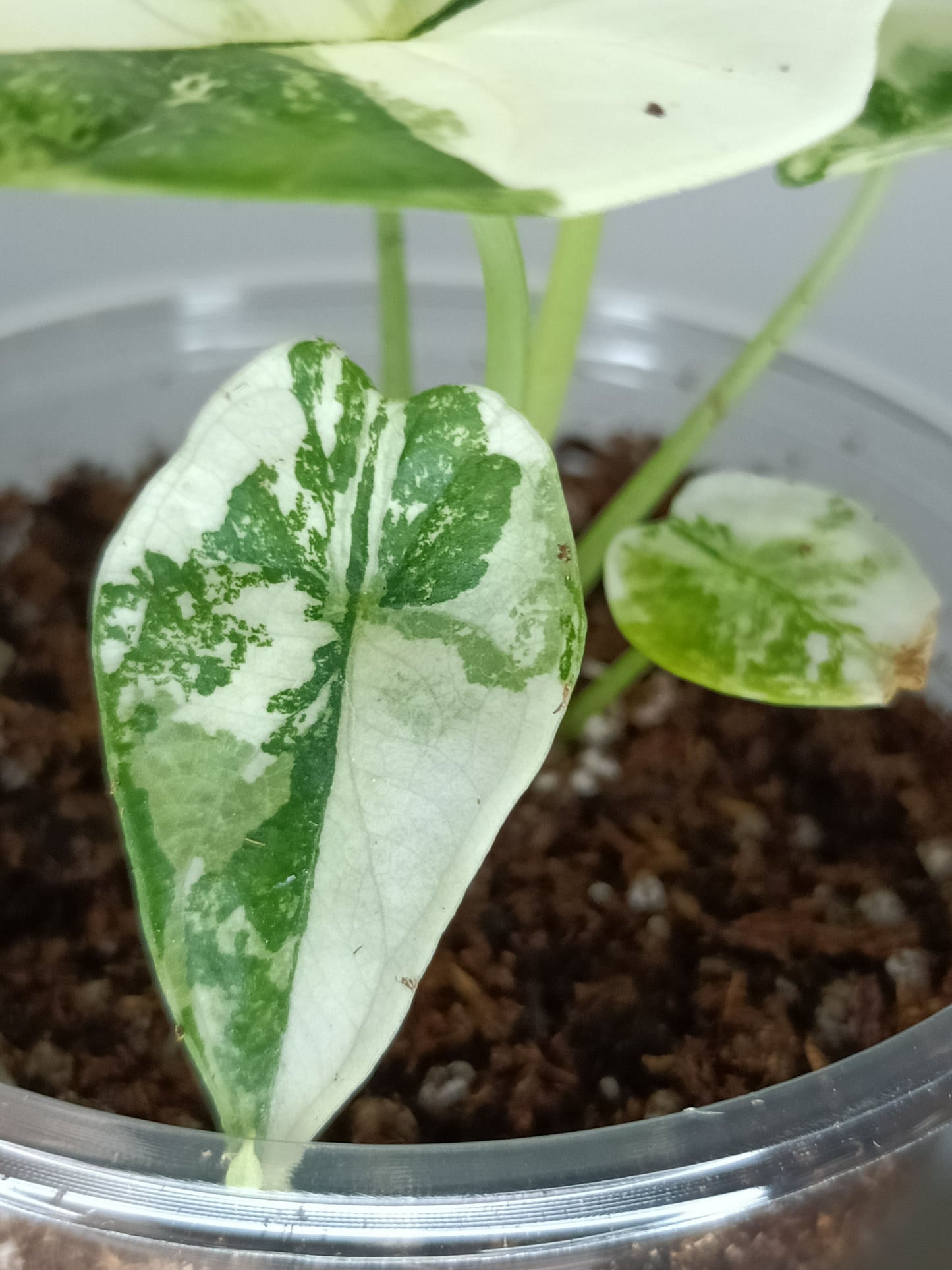 Alocasia Dragon Scale Variegated DSV4-