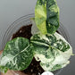 Alocasia Dragon Scale Variegated DSV5-