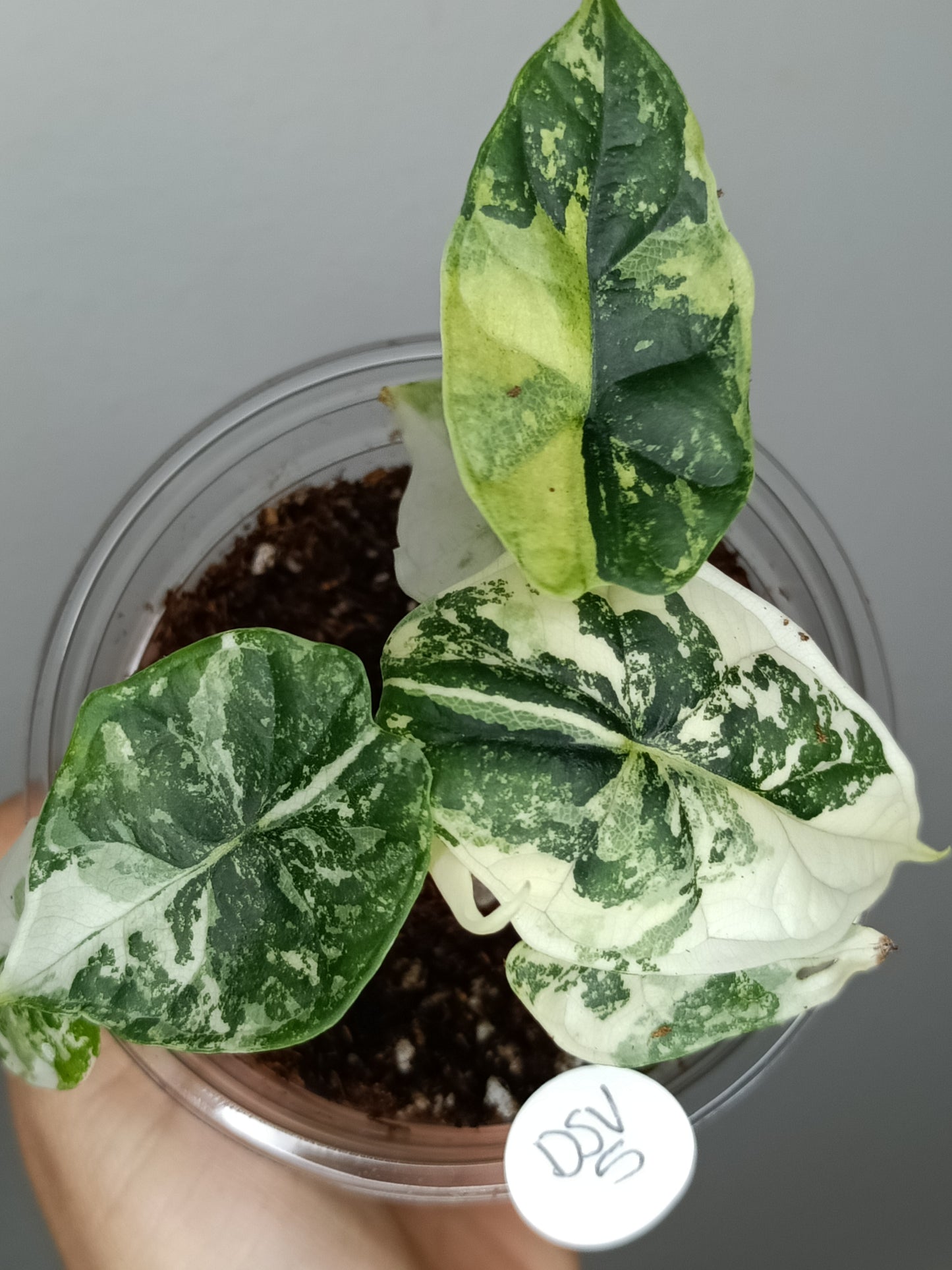 Alocasia Dragon Scale Variegated DSV5-