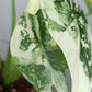 Alocasia Dragon Scale Variegated DSV5-