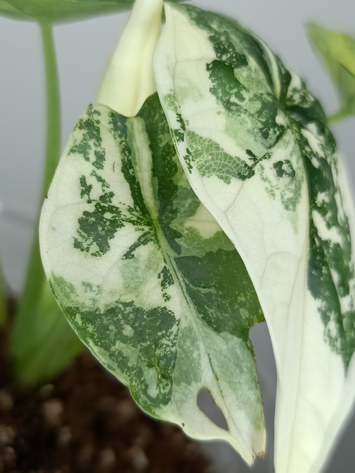 Alocasia Dragon Scale Variegated DSV5-