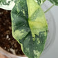 Alocasia Dragon Scale Variegated DSV5-