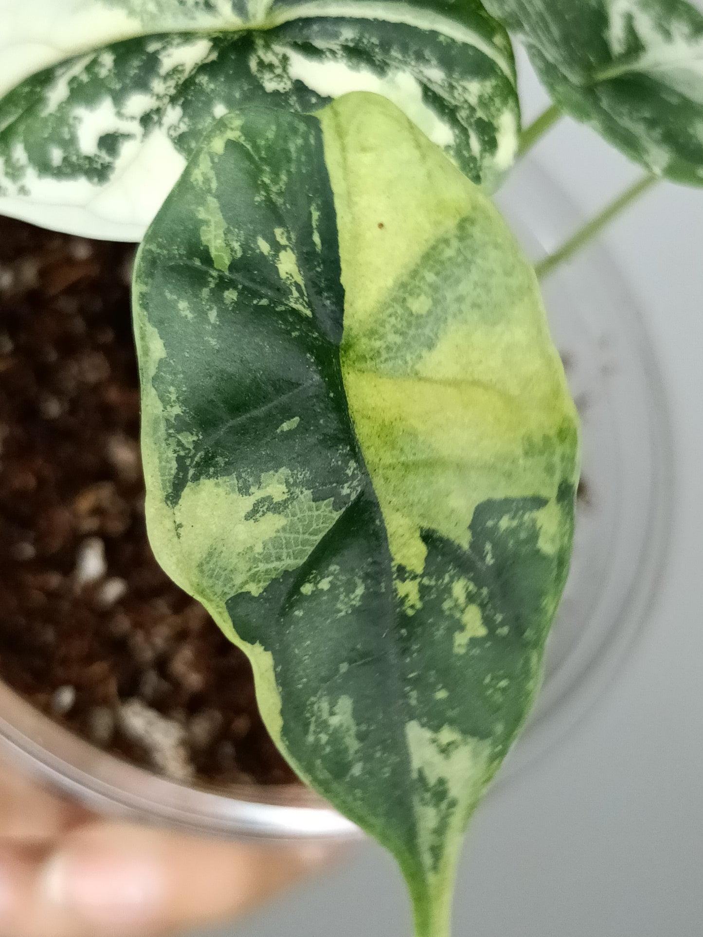 Alocasia Dragon Scale Variegated DSV5-