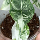 Alocasia Dragon Scale Variegated DSV5-