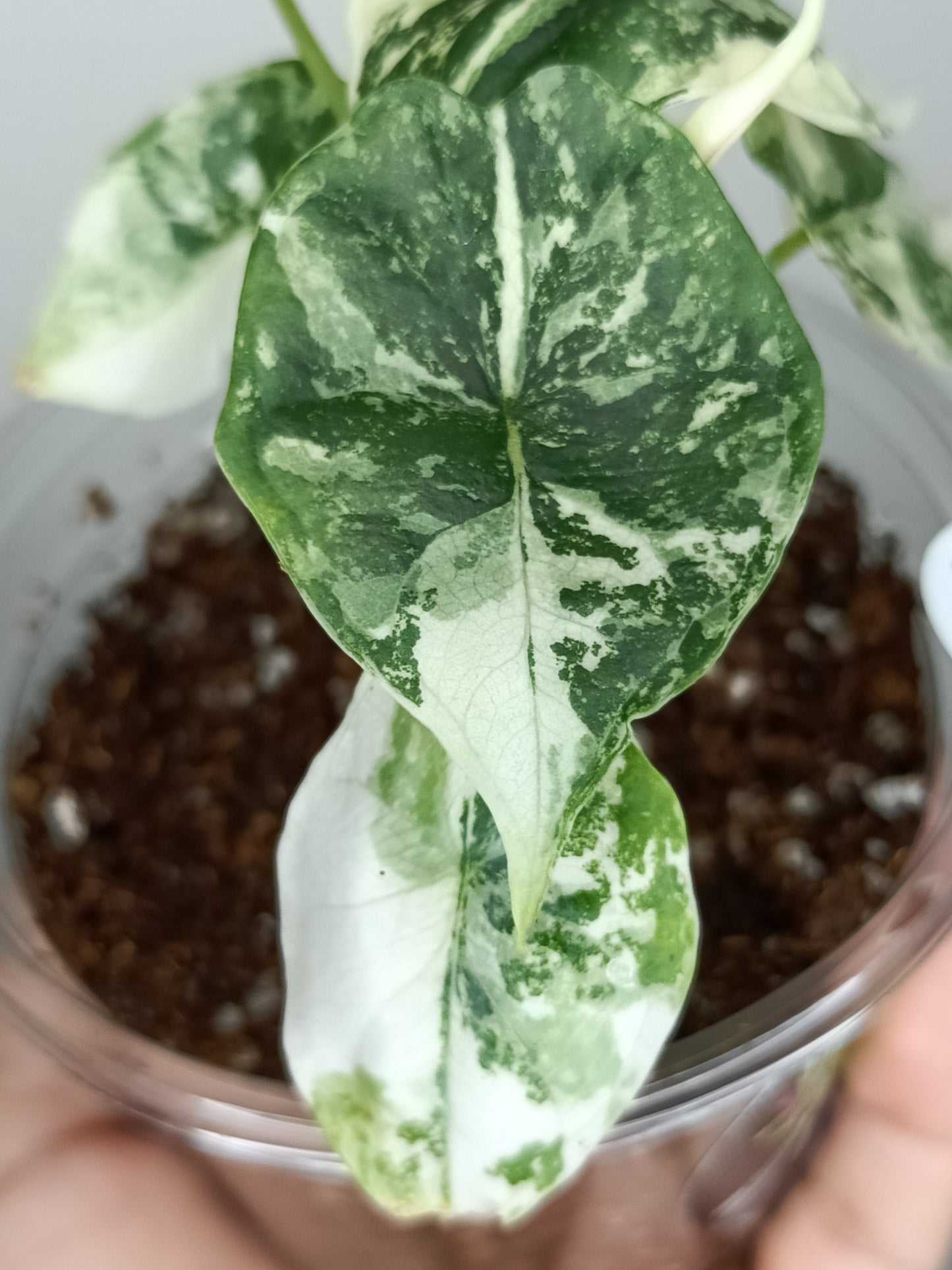 Alocasia Dragon Scale Variegated DSV5-