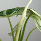 Alocasia Dragon Scale Variegated DSV5-