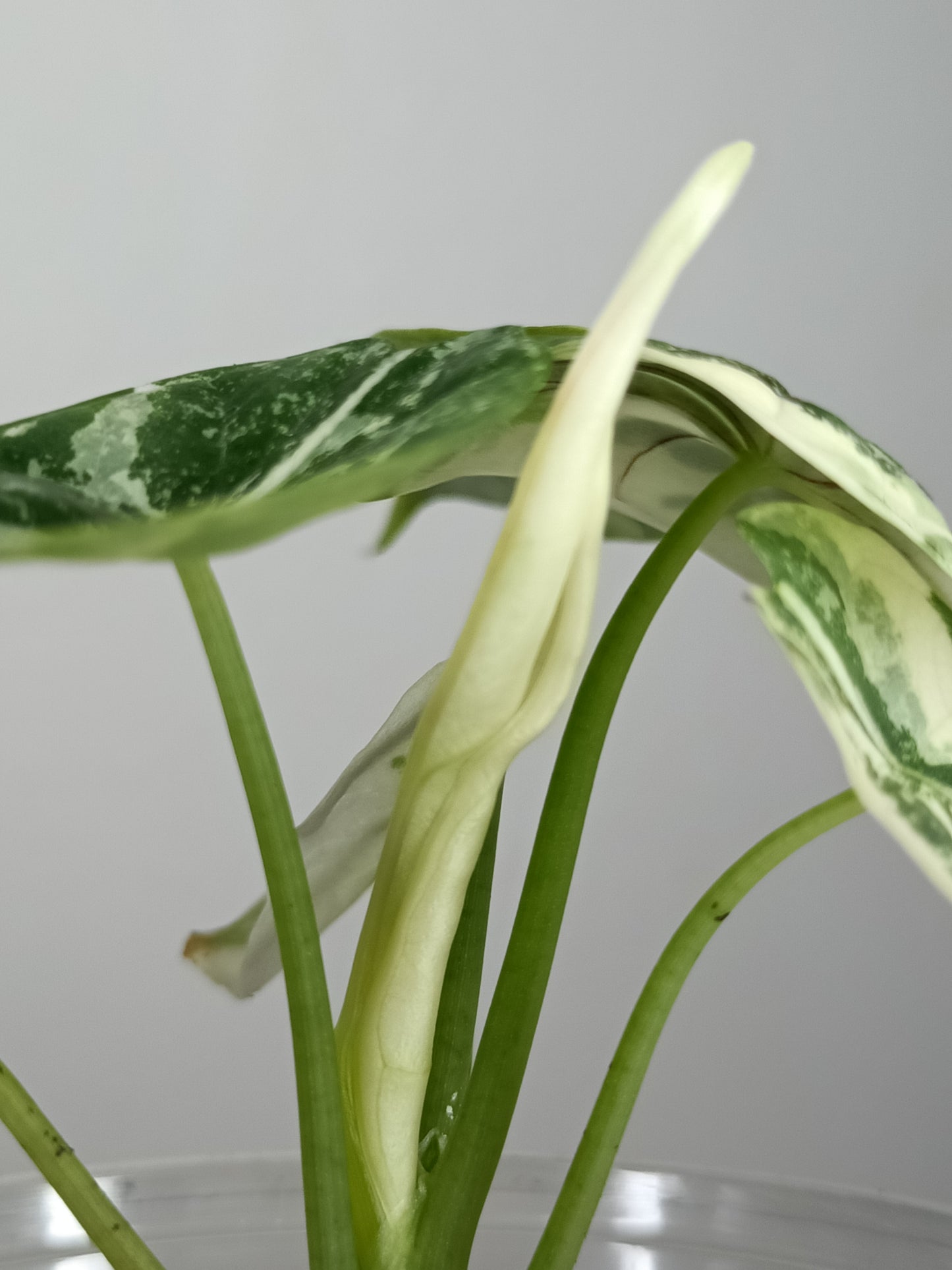 Alocasia Dragon Scale Variegated DSV5-