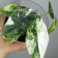 Alocasia Dragon Scale Variegated DSV6-