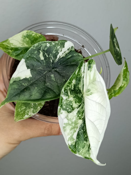 Alocasia Dragon Scale Variegated DSV6-