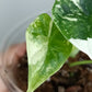 Alocasia Dragon Scale Variegated DSV6-