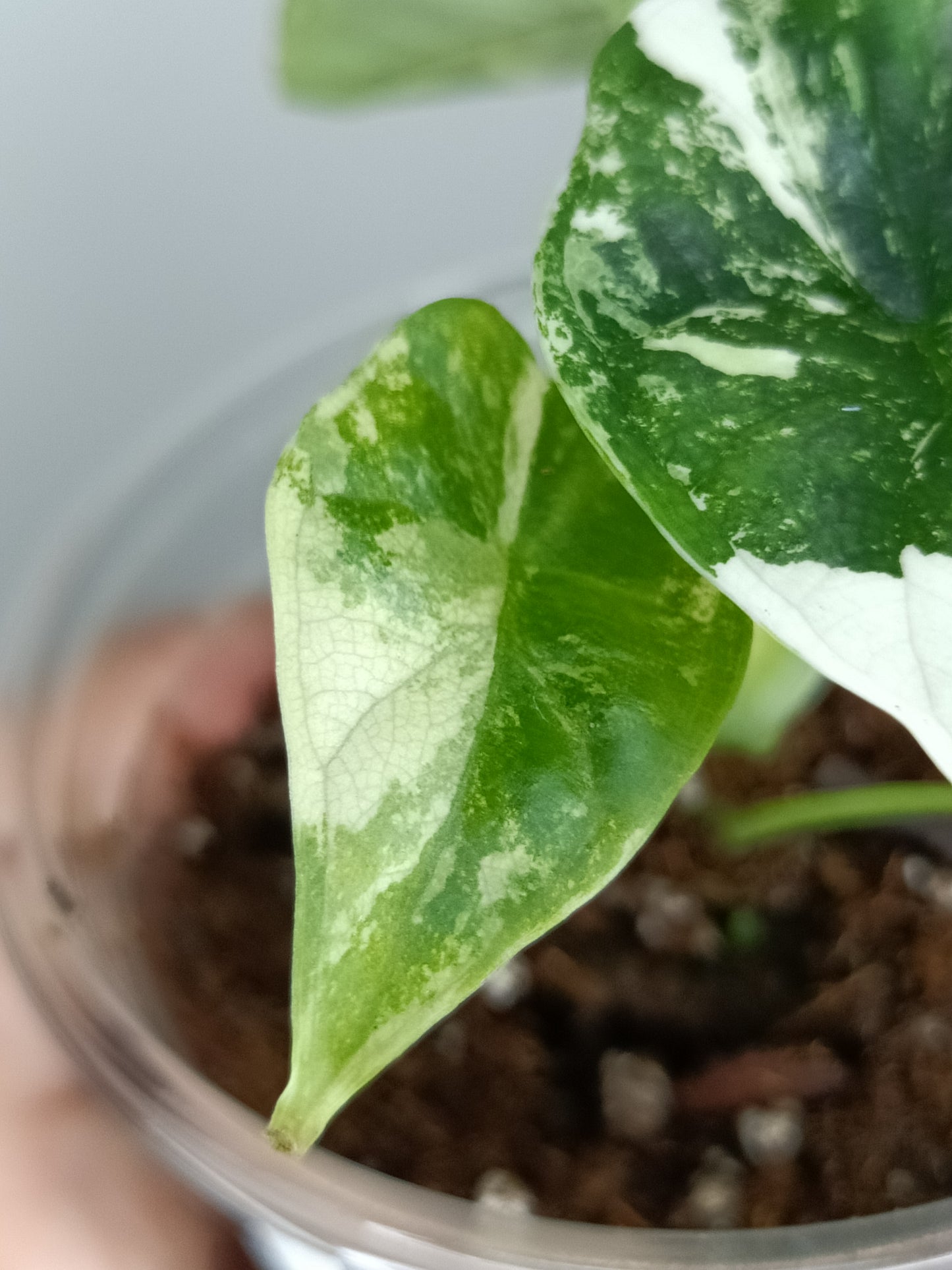 Alocasia Dragon Scale Variegated DSV6-