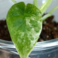 Alocasia Dragon Scale Variegated DSV6-