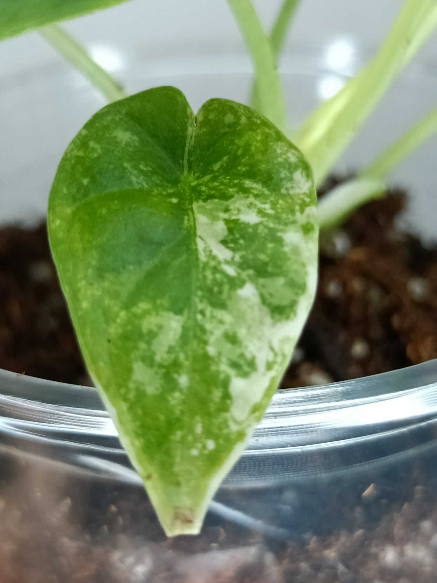 Alocasia Dragon Scale Variegated DSV6-