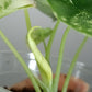 Alocasia Dragon Scale Variegated DSV6-