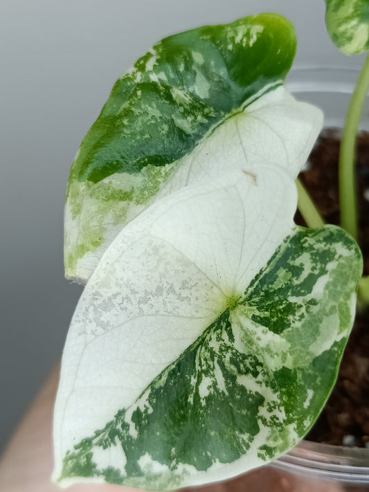 Alocasia Dragon Scale Variegated DSV8 RESERVED Timothy Quintavalle